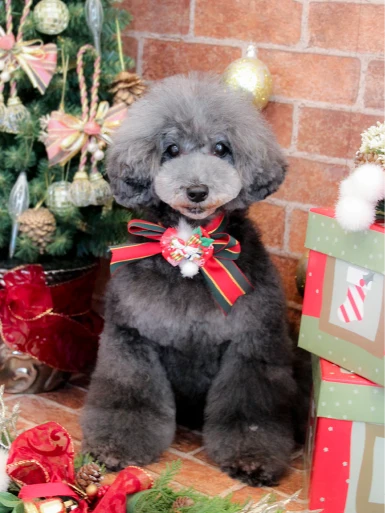 Classy Dogs Style Photos