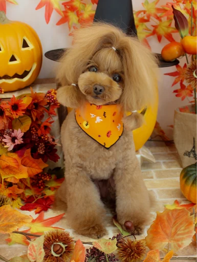 Classy Dogs Style Photos