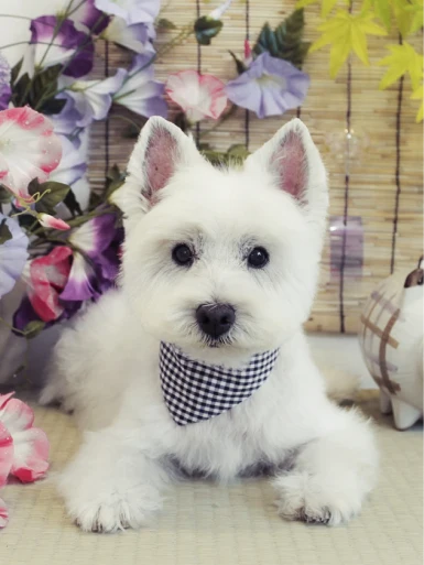 Classy Dogs Style Photos
