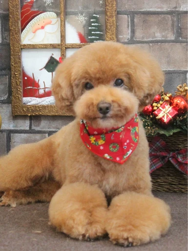 Classy Dogs Style Photos