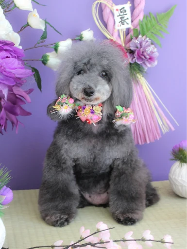 Classy Dogs Style Photos