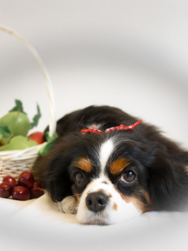 Classy Dogs Style Photos