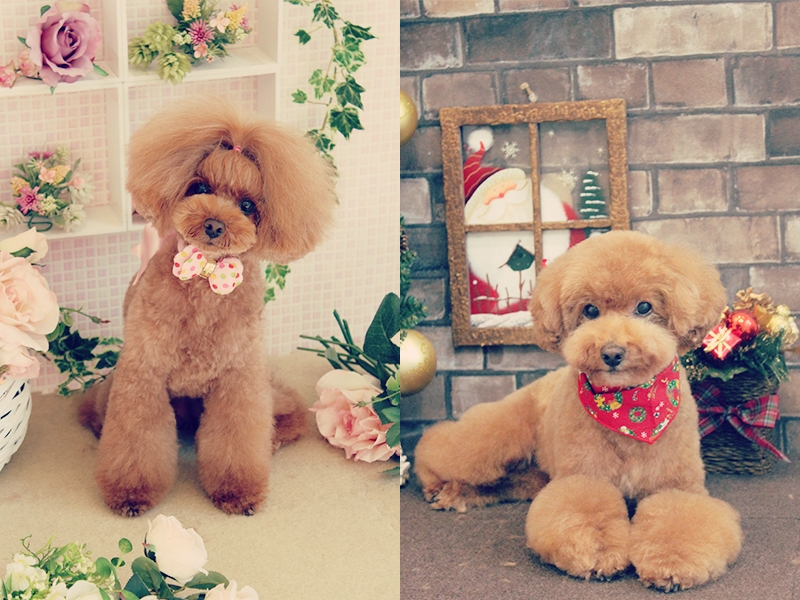 klassy kuts dog grooming