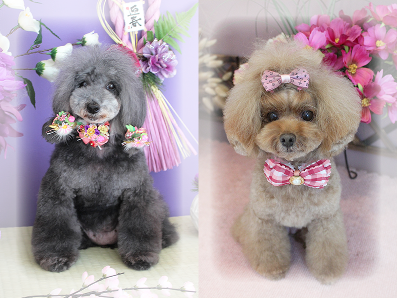 klassy kuts dog grooming